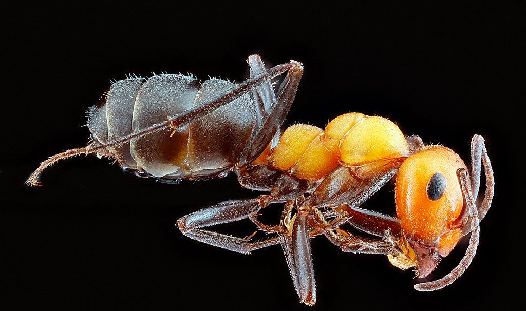 Ant Control service in Jersey City, NJ