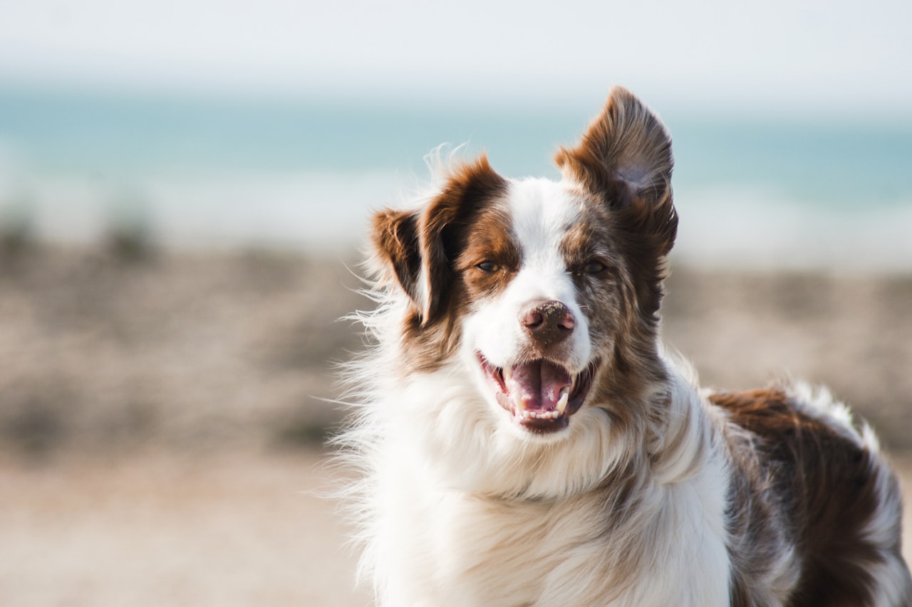 Flea & Tick Control service in Jersey City, NJ