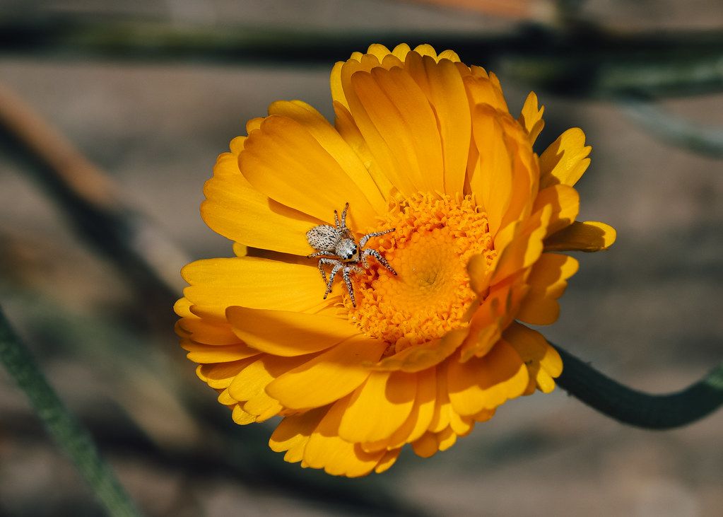 Spider Control service in Jersey City, NJ